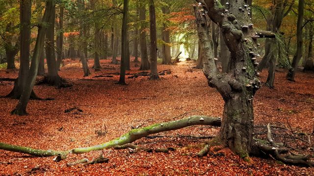 Vignette du programme télé Paysages d'Europe