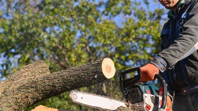 Vignette du programme télé Bûcheron : un métier à hauts risques - Saison 2