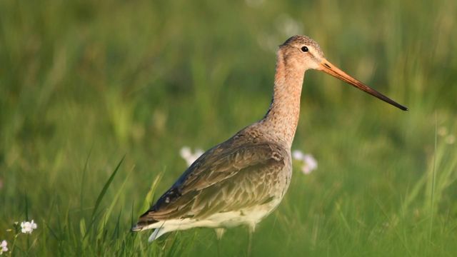 Vignette du programme télé La barge à queue noire : L'oiseau méconnu des rivages
