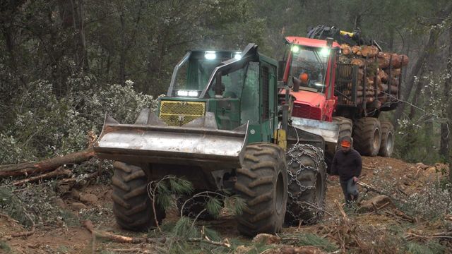 Vignette du programme télé Bûcheron : un métier à hauts risques - Saison 2
