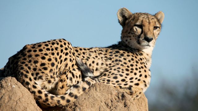 Vignette du programme télé GEO Reportage