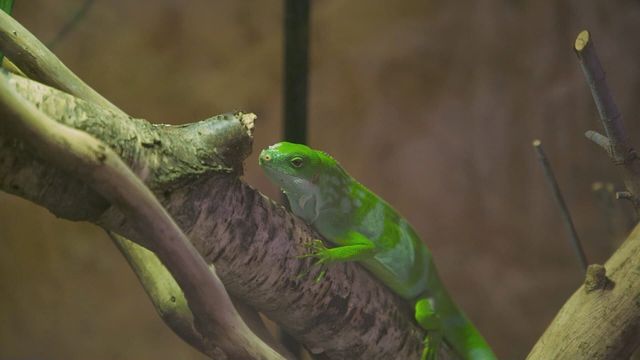 Vignette du programme télé Grands reportages