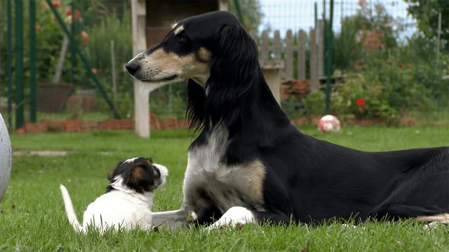 Vignette du programme télé Chiots & chatons, 3 mois pour devenir grand - Saison 1
