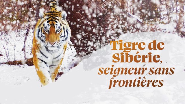 Vignette du programme télé Tigre de Sibérie, seigneur sans frontières