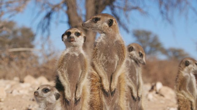 Vignette du programme télé Démocraties animales - Saison 1