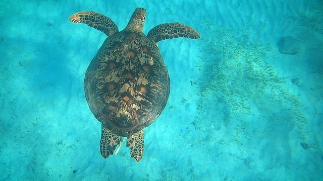 Vignette du programme télé Outremer.story