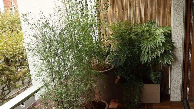 Vignette du programme télé Silence, ça pousse !