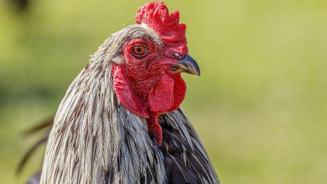 Vignette du programme télé Super poulet