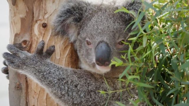Vignette du programme télé Le Zoo de San Diego - Saison 2