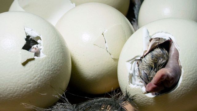 Vignette du programme télé Au commencement était l'oeuf : les animaux ovipares