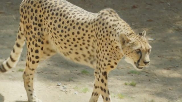 Vignette du programme télé Le Zoo de San Diego - Saison 2