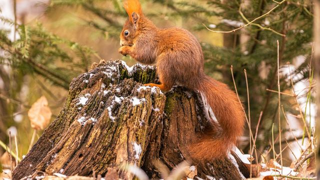 Vignette du programme télé Voyage au coeur de nos forêts - Saison 1