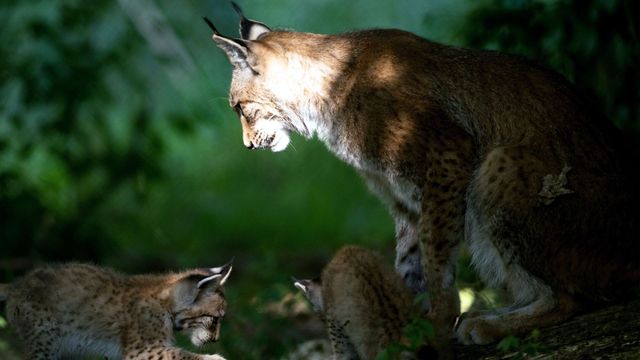 Vignette du programme télé Voyage au coeur de nos forêts - Saison 1