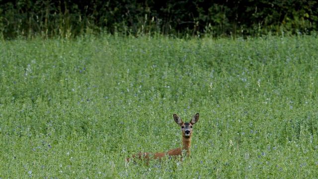 Vignette du programme télé Le sacre du printemps