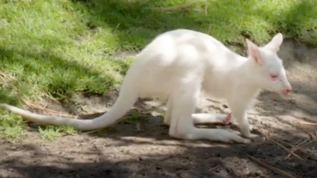 Vignette du programme télé Le Zoo de San Diego - Saison 2