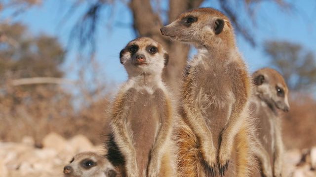 Vignette du programme télé Démocraties animales - Saison 1