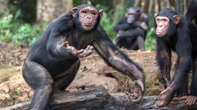 Vignette du programme télé Jane Goodall et les chimpanzés de Tchimpounga - Saison 1