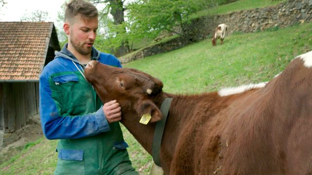 Vignette du programme télé Vers un élevage des veaux plus respectueux