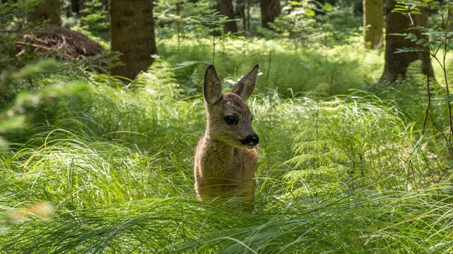 Vignette du programme télé Voyage au coeur de nos forêts - Saison 1
