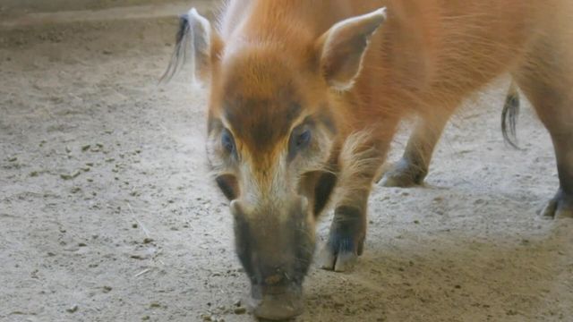 Vignette du programme télé Le Zoo de San Diego - Saison 2