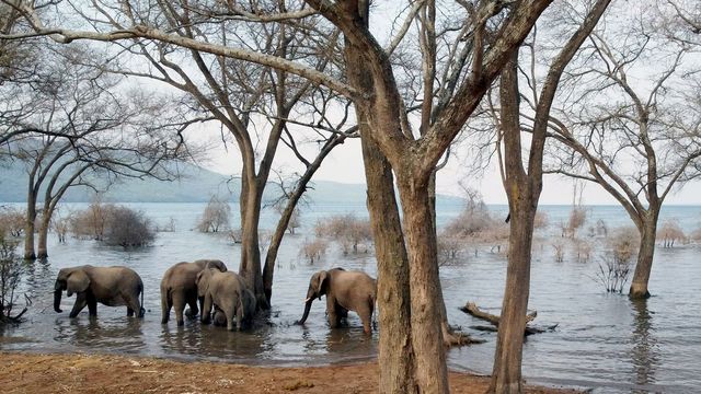 Vignette du programme télé Le lac Tanganyika, géant africain
