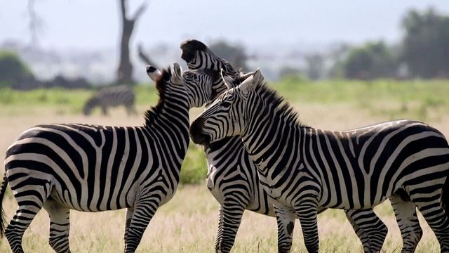 Vignette du programme télé Les réseaux sociaux des animaux