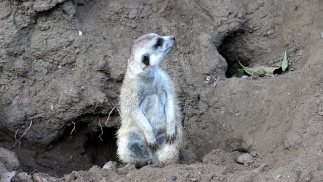 Vignette du programme télé Le Zoo de San Diego - Saison 2