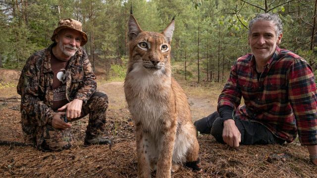 Vignette du programme télé Les bébés lynx et moi