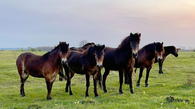Vignette du programme télé Natura Europa - Saison 1