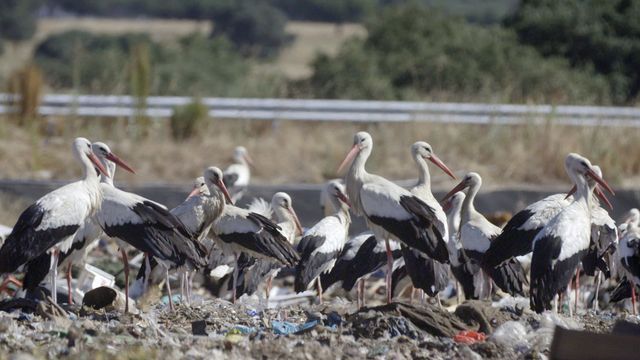 Vignette du programme télé Natura Europa - Saison 1