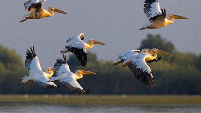 Vignette du programme télé Le delta du Danube : Un paradis aux frontières de l'Europe