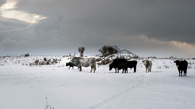 Vignette du programme télé Natura Europa - Saison 1