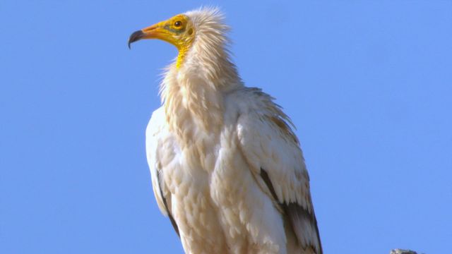 Vignette du programme télé Oman sauvage - Saison 1