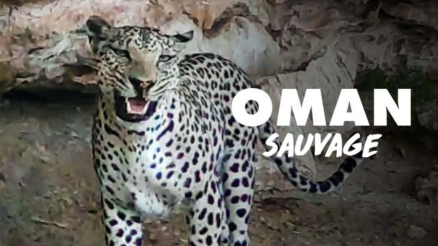 Vignette du programme télé Oman sauvage - Saison 1