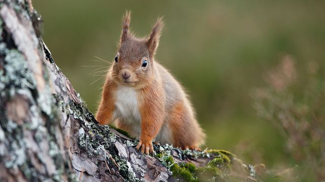 Vignette du programme télé Natura Europa - Saison 1