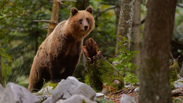 Vignette du programme télé Mer et montagne, le monde sauvage des Pyrénées