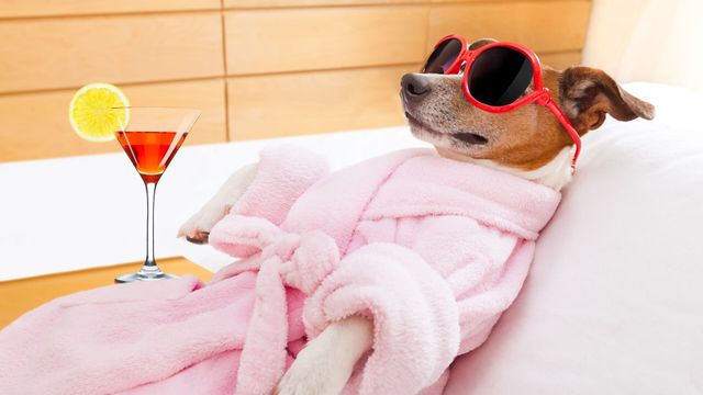 Vignette du programme télé Le grand bêtisier des animaux