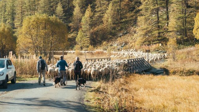 Vignette du programme télé France : les bergers en colère