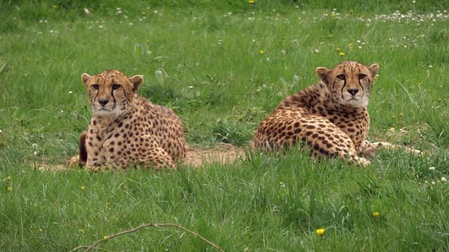 Vignette du programme télé Zoo : le défi de demain - Saison 3