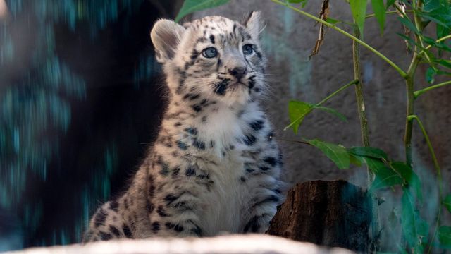Vignette du programme télé Le zoo du Bronx - Saison 1