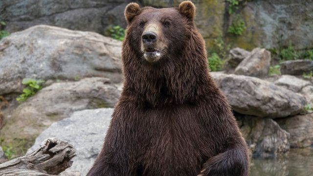 Vignette du programme télé Le zoo du Bronx - Saison 1