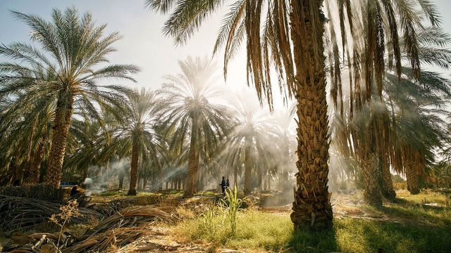 Vignette du programme télé Tunisie, une oasis dans un grain de sable