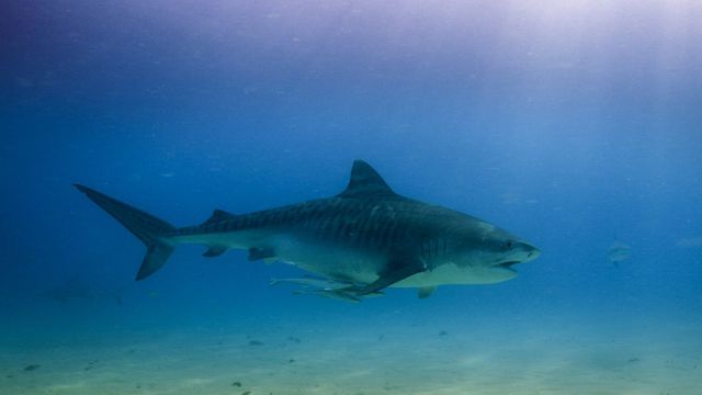 Vignette du programme télé Les prédateurs de la Grande Barrière de corail