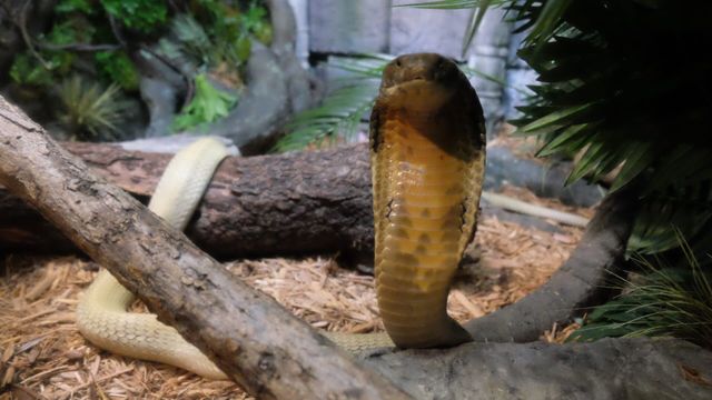 Vignette du programme télé Le zoo du Bronx - Saison 1