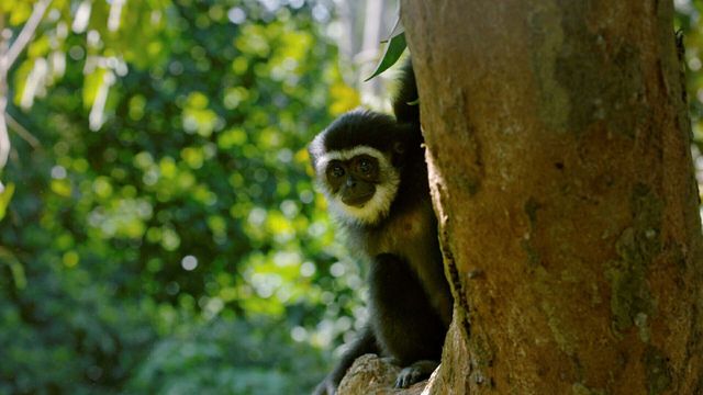 Vignette du programme télé Primates - Saison 1