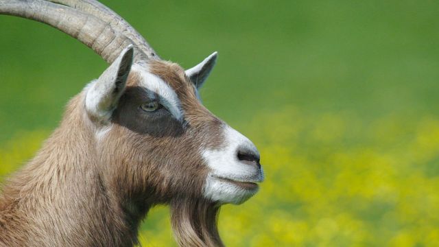 Vignette du programme télé Pas si bêtes ! - Saison 1