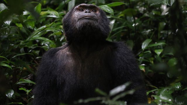 Vignette du programme télé Primates - Saison 1