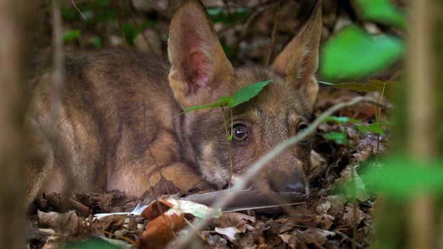 Vignette du programme télé Abruzzes : Le retour du loup au coeur de l'Italie