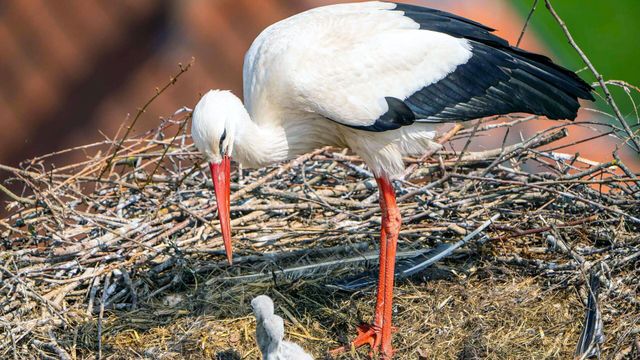 Vignette du programme télé Les pouponnières de la nature