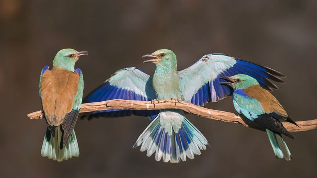 Vignette du programme télé L'oiseau bleu : la vie secrète du rollier d'Europe